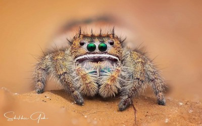 Phidippus bidentatus ometepe (jumping spider)